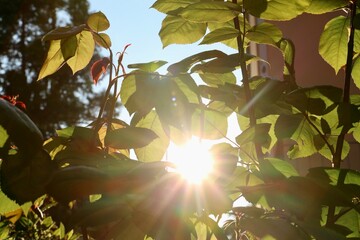 sun thought the leaves