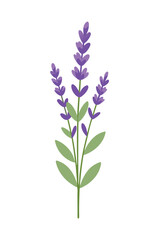 Naklejka premium Lavender plant minimal design vector illustration