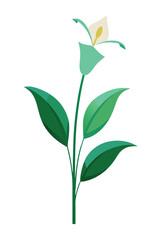 Fototapeta premium Lily plant minimal design vector illustration