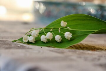 lilies of the valley