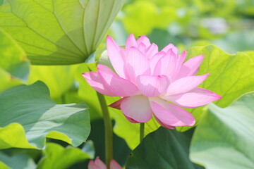 Obraz premium 蓮の花