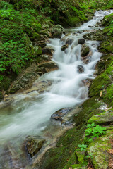 stream in the forest