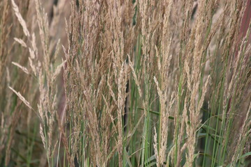 Common bent meadow grass, Agrostis capillaris.