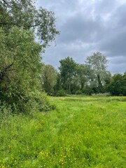 landscape with trees