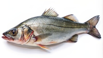 Fototapeta premium Freshly caught sea bass with glistening scales and vibrant colors lying horizontally on a clean white studio background.
