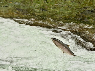 Eastern Hokkaido, cherry blossom trout swimming upstream