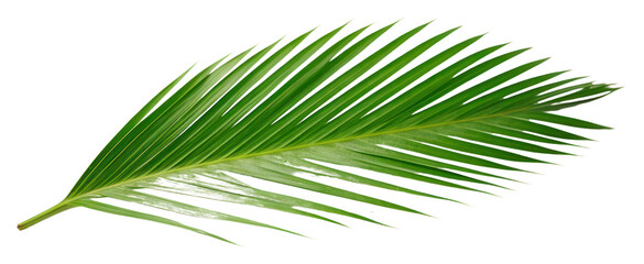 Obraz premium PNG Plant green leaf tree.