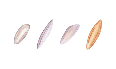 Collection of rice grains. Close up of white and brown rice crops. Hand drawn watercolor illustration isolated from background. Staple asian cuisine ingredient. Elements for recipe and menu designs