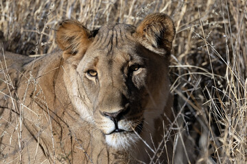 portrait of a lion