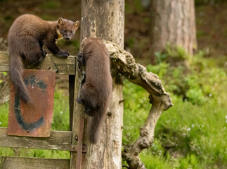 Pine marten kits playing on an old wooden gate in the woodland