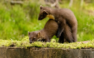 Young pine marten kits playing together in the forest