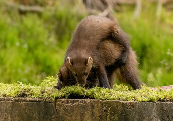 Young pine marten kits playing together in the forest