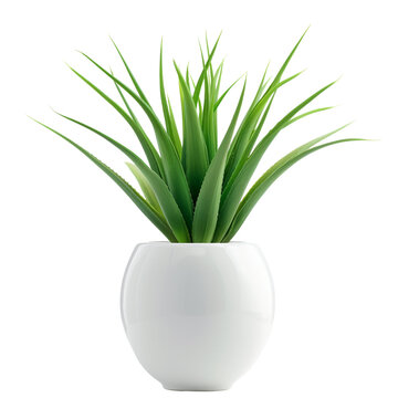 recommend clip art: Green grass agave in a huge white vase clip art