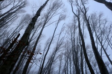 trees in the forest -fog