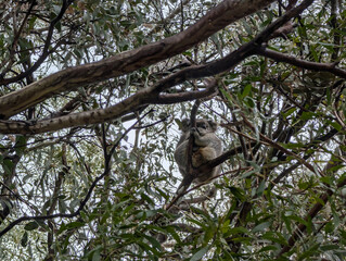 victorian koala sleeping in gum tree
