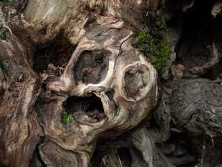 Un tronco di albero dalle sembianze mostruose