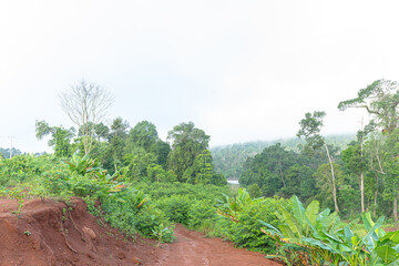 Landscape with Trees in the Background, Nature and Sky with Green Forest and Summer Grass under Blue Sky and Clouds, Countryside View with Road and Mountain