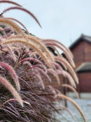 close up of a plant