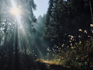 森の中のススキがある風景