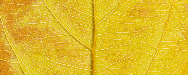 Texture of a yellow leaf with veins close-up. Autumn background. Banner.