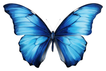 Fototapeta premium PNG Blue Butterfly Watercolor butterfly animal insect.