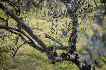 A close-up view of an olive tree branch with silvery-green leaves, showcasing the intricate textures of the bark and foliage against a backdrop of lush green grass in a serene countryside setting.