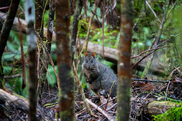 Beautiful pademelon and wallaby in the Australian bush, in the blue mountains, nsw. Australian wildlife in a national park