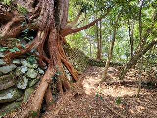 roots in the forest
