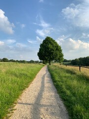 Baum auf dem Feld im Sommer