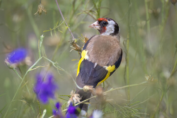European goldfinch sits on the dry flower stems with seeds and looks towards the camera lens. Close-up European goldfinch on the flower stems on a sunny summer day.
