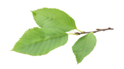 Fototapeta premium Slippery elm isolated on white background