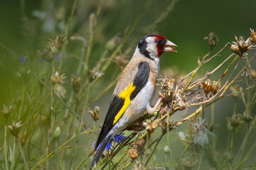 Close-up European goldfinch sits on dry flower stems, eats dry seeds bluets, towards the camera lens. Close-up European goldfinch on the bluets flower stems on a sunny summer day.