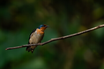 pacific swallow bird hirundo tahitica perched on a tree branch, natural bokeh background