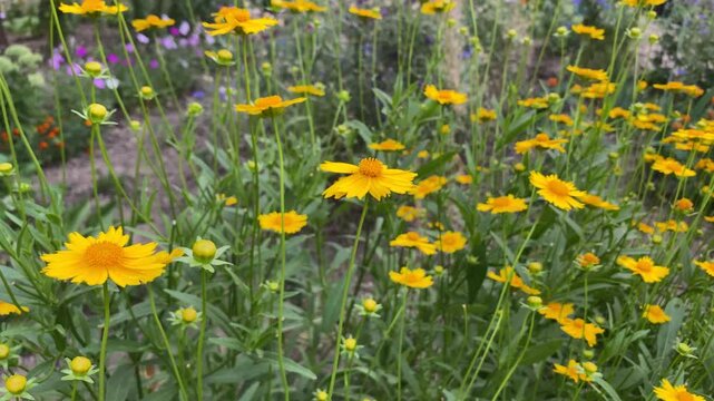Flowerbed with yellow summer flowers Coreopsis lanceolate