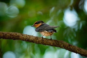 pacific swallow bird hirundo tahitica perched on a tree branch, natural bokeh background