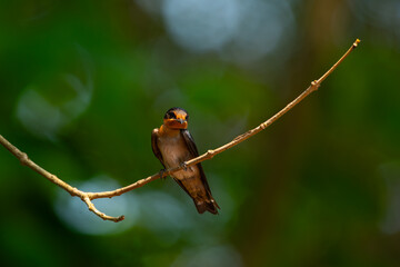 pacific swallow bird hirundo tahitica perched on curved branch, natural bokeh background