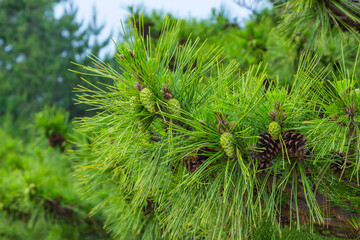 実を付け始めた松の木 松ぼっくり