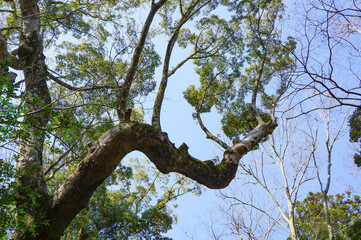 青空に向かって元気よく成長し続ける樹木を見上げる
