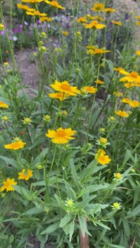 Flowerbed with yellow summer flowers Coreopsis lanceolate