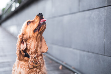 Cocker spaniel dog with grey background