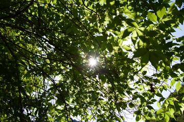 Sunlight flooding through the leaves