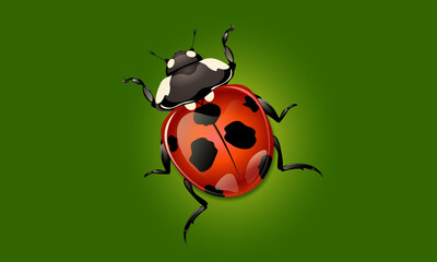 Ladybug on a green background