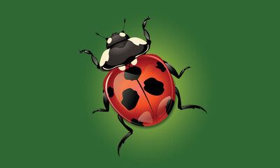 Ladybug on a green background