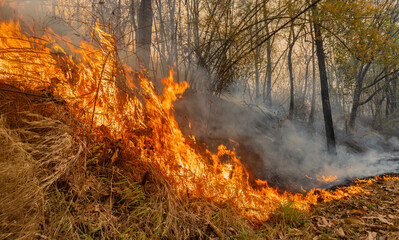 Most wildfires start small area and burn the dry grass and leaves on ground in tropical forest.