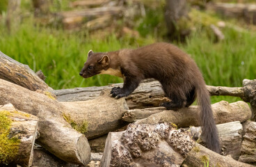 Close up of a pine marten in the forest during daytime 