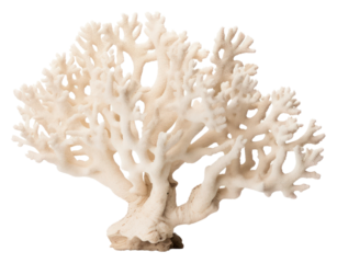 PNG Elkhorn coral nature sea white background.
