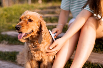 Young beautiful woman combs the dogs fur