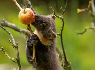 Juvenile pine marten kit up a tree eating an apple