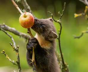 Juvenile pine marten kit up a tree eating an apple