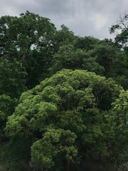 The rainforest in Guatemala